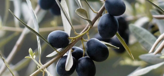 Macerata: Alle Vergini si possono raccogliere le Olive dei 70 Alberi Comunali